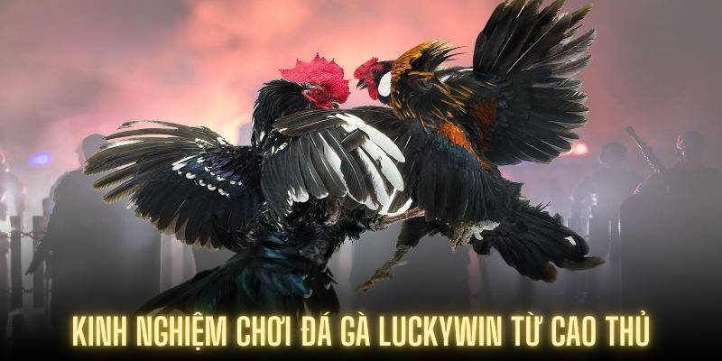 Đá Gà Luckywin – Đỉnh Cao Giải Trí Trực Tuyến Hấp Dẫn